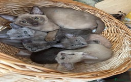 Burmese cats for sale: Burmese kittens for sale  - Image 6