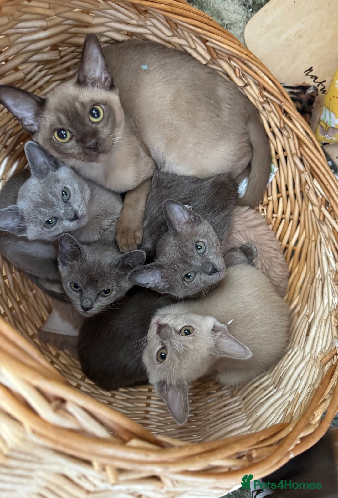 Burmese cats for sale: Burmese kittens for sale  - Image 6
