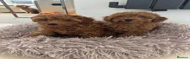 Cavapoo 2 Tiny