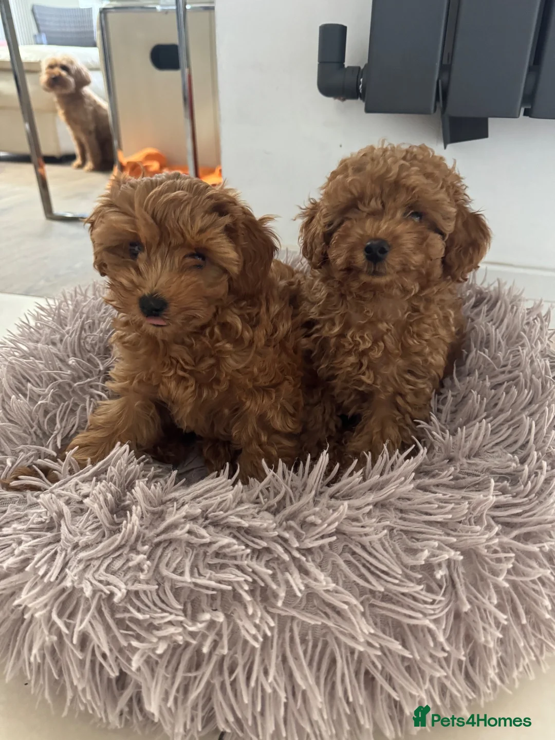 Cavapoo dogs for sale: 2 male Cavapoo puppies - Advert 5