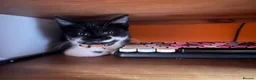 British Shorthair cats for sale: Rescue Kittens Looking for Forever Families  - Advert 2