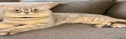 British Shorthair cats for sale: British blue male spotted tabby  - Advert 2