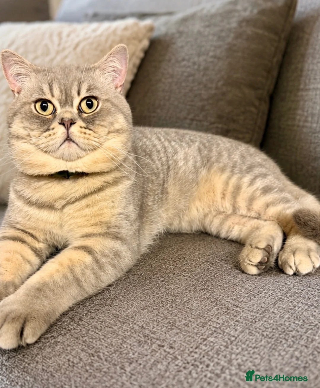 British Shorthair cats for sale: British blue male spotted tabby  - Advert 2