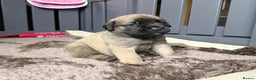 Mastiff dogs for sale: KC English mastiff Puppies  - Advert 14