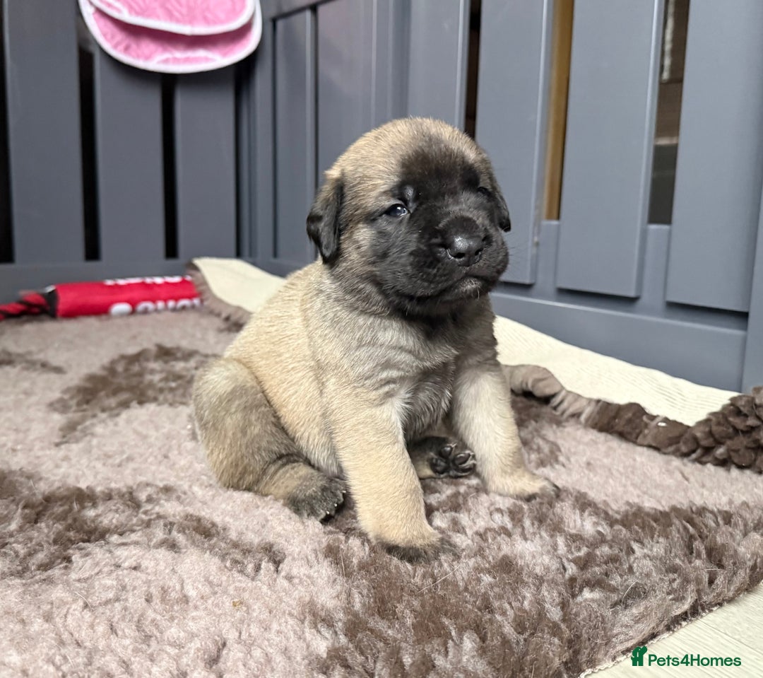 Mastiff dogs for sale: KC English mastiff Puppies  - Advert 14