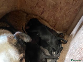 Mixed Breed dogs - Advert 2