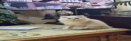 Persian cats for sale: Persian chinchilla  - Advert 1