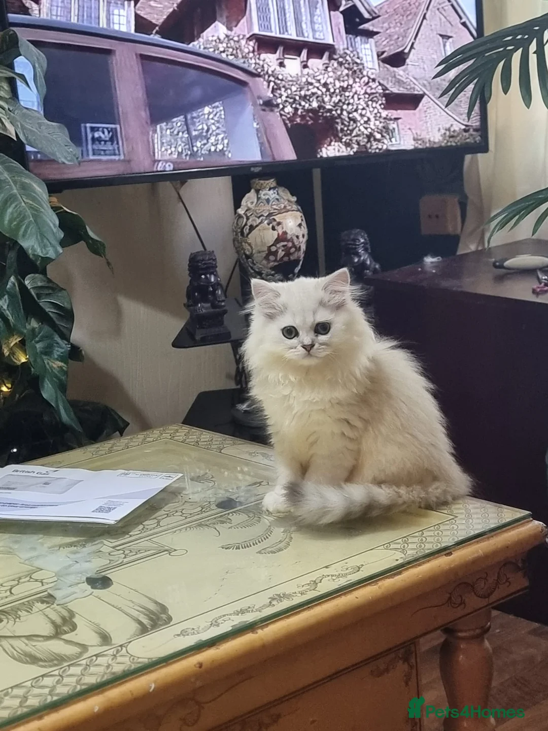 Persian cats for sale: Persian chinchilla  - Advert 1
