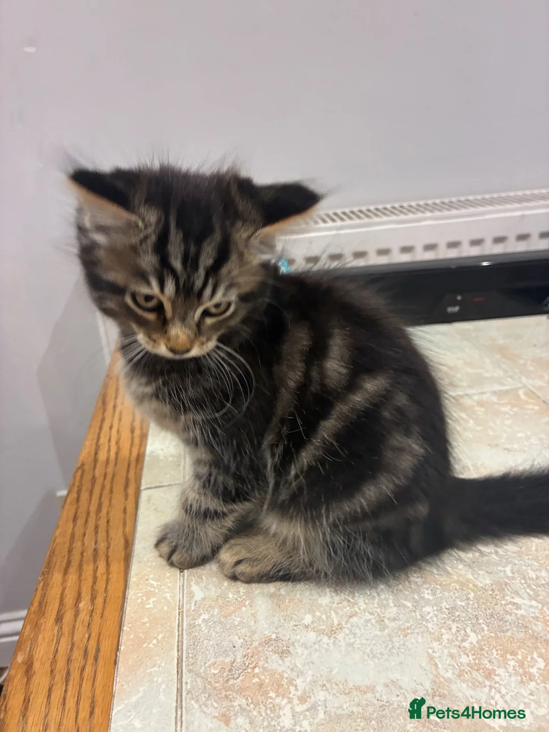 Mixed Breed cats for sale: Jeff - 1 x male kitten - Advert 5