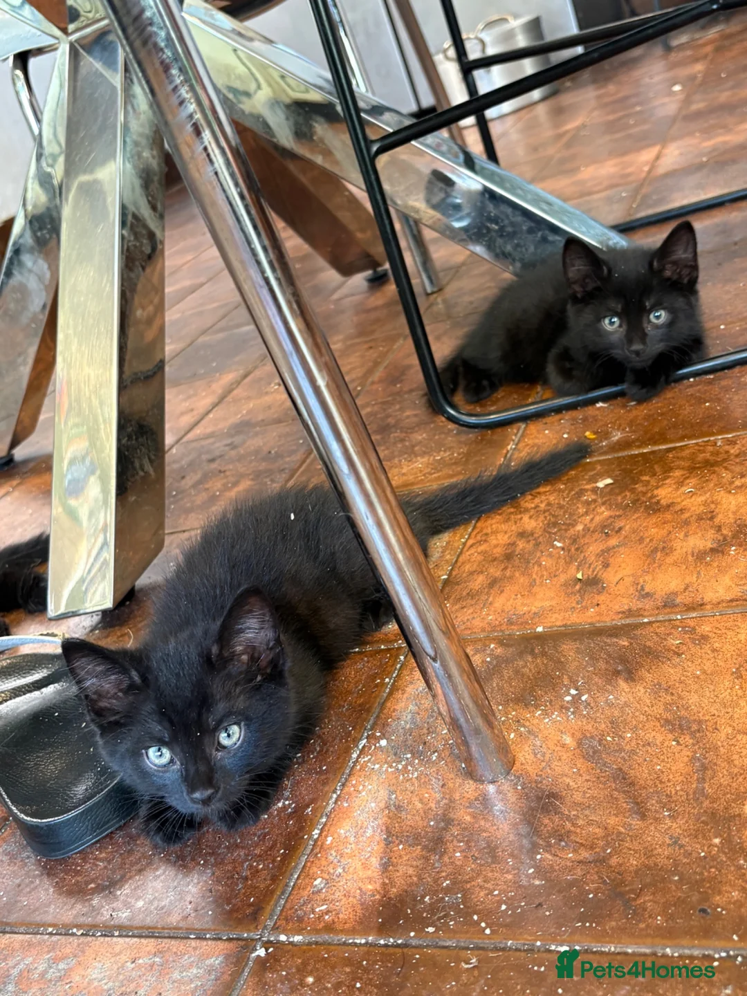 Mixed Breed cats for sale: Kittens  - Advert 5