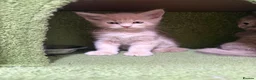 Maine Coon cats for sale: Maincoon kittens 🐱  - Advert 9