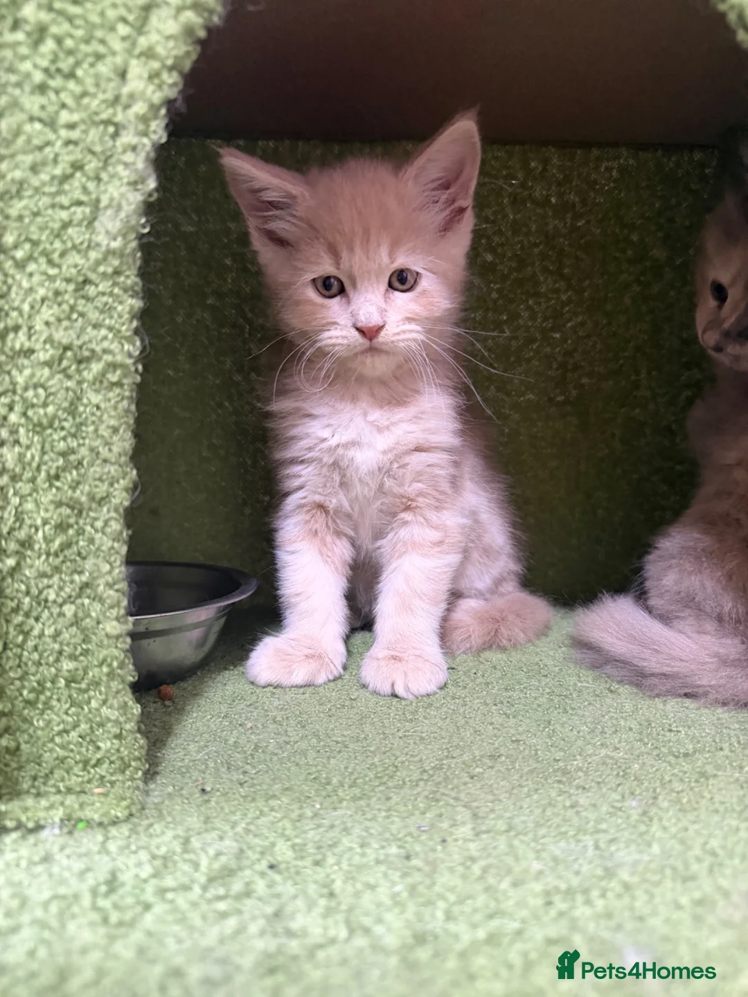 Maine Coon cats for sale: Maincoon kittens 🐱  - Advert 9