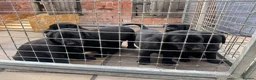 Labrador Retriever dogs for sale: Labrador puppies  in Ashbourne - Advert 4