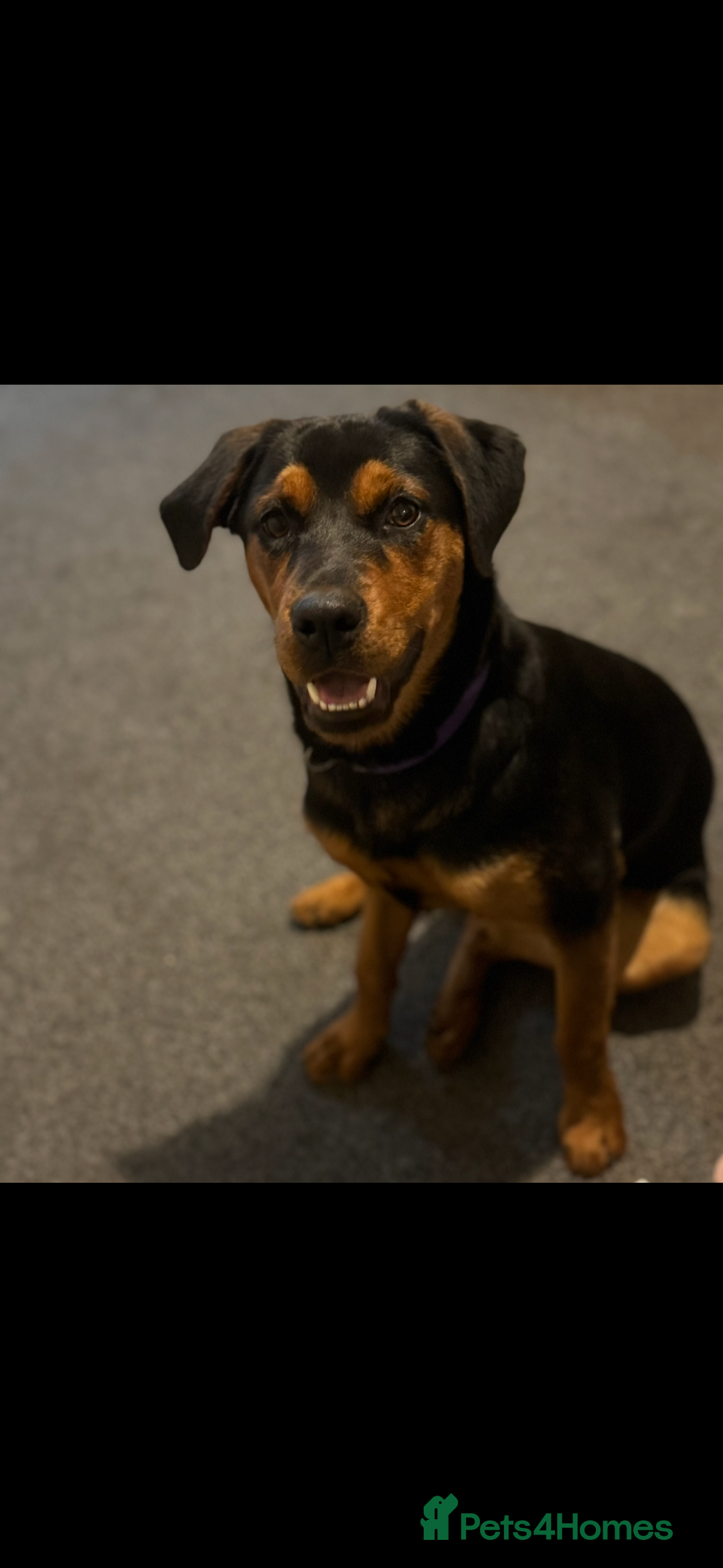 Rottweiler dogs for sale: 9 month old female Rottweiler  - Advert 2