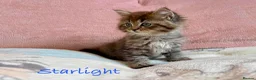 Persian cats for sale: Absolutely beautiful Persian/ragdoll Kittens - Advert 15