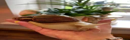Snails invertebrates for sale: Albino Giant African Land Snails (Achatina Fulica) - Advert 9