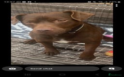 Patterdale Terrier dogs for sale: Patterdale terriers - Image 11