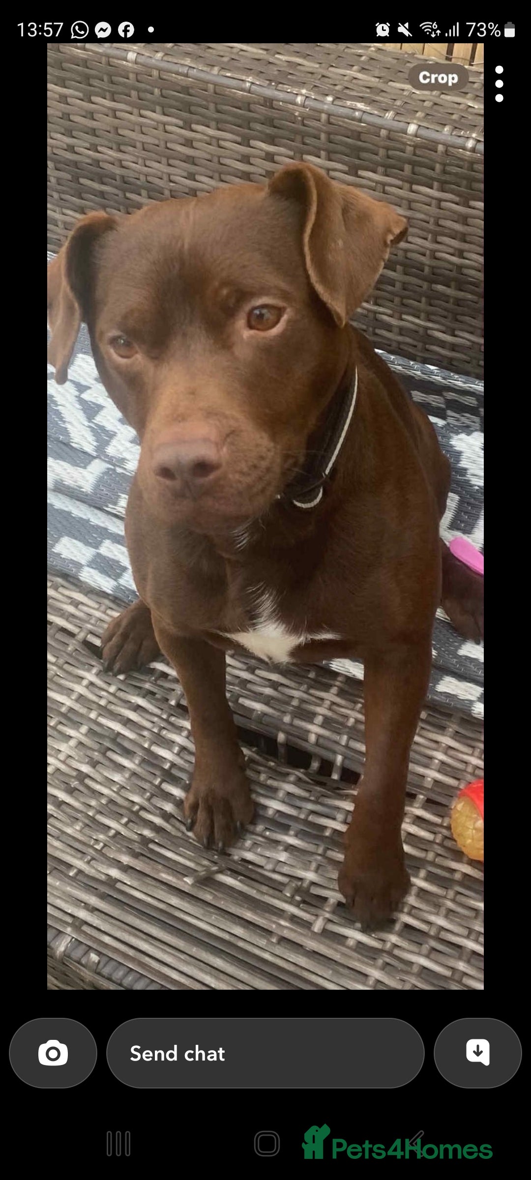 Patterdale Terrier dogs for sale: Patterdale terriers - Image 11