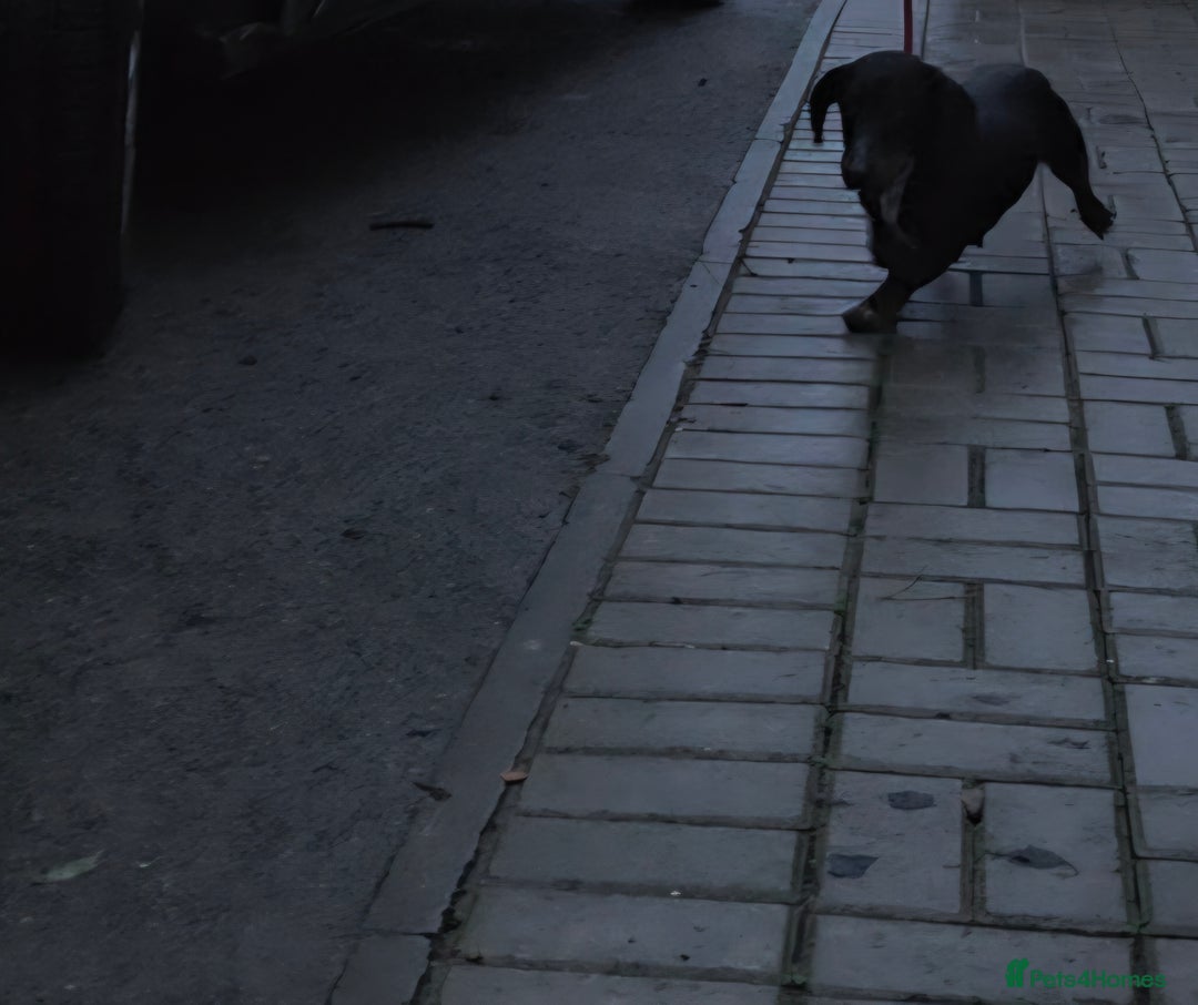 Mixed Breed dogs for sale: Jackshund - Advert 6