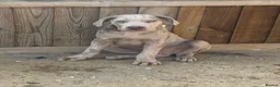 Cane Corso dogs for sale: Male cane corso puppy for sale - Advert 5