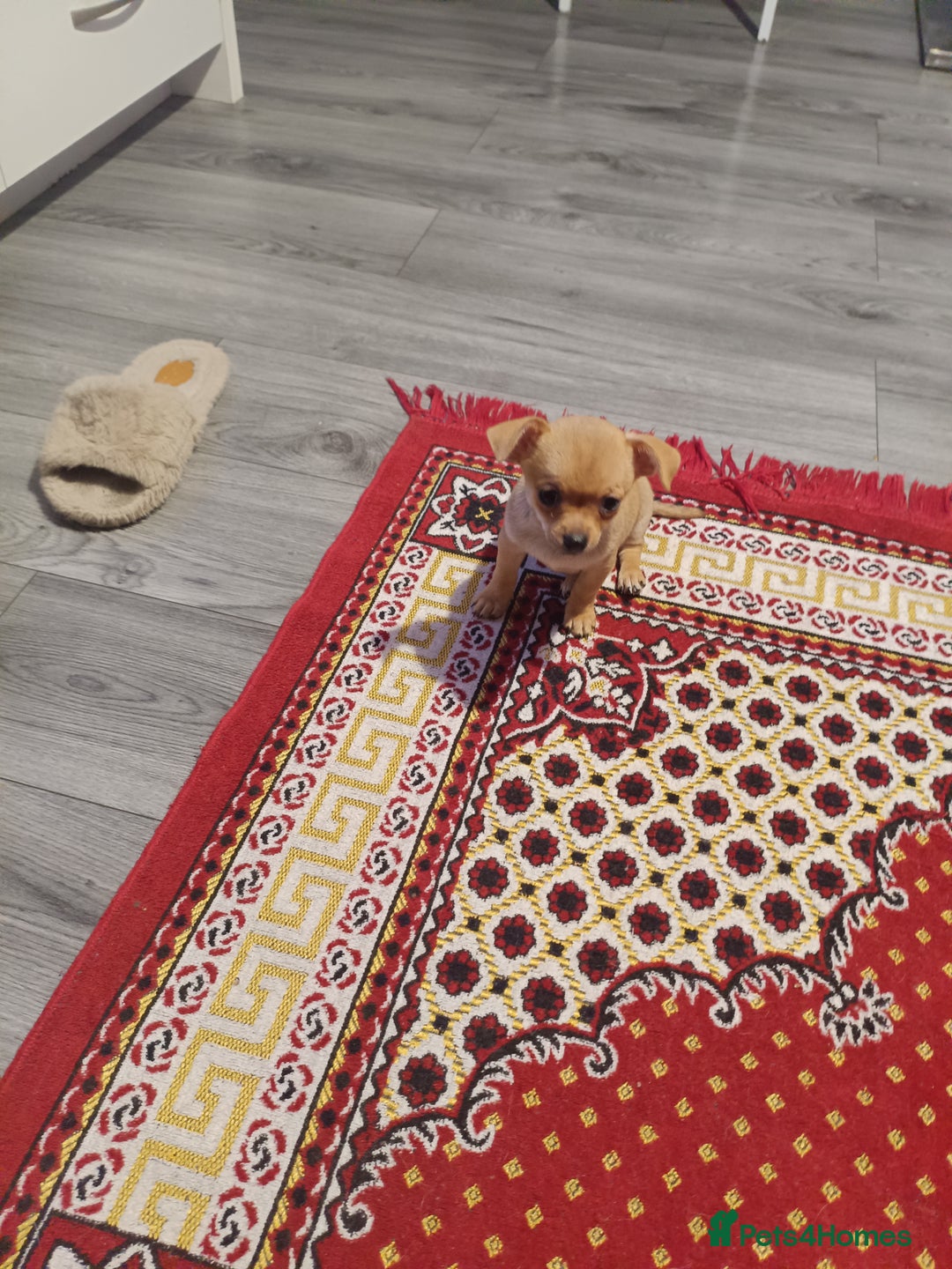 Chihuahua dogs for sale: Chihuahua - Advert 3