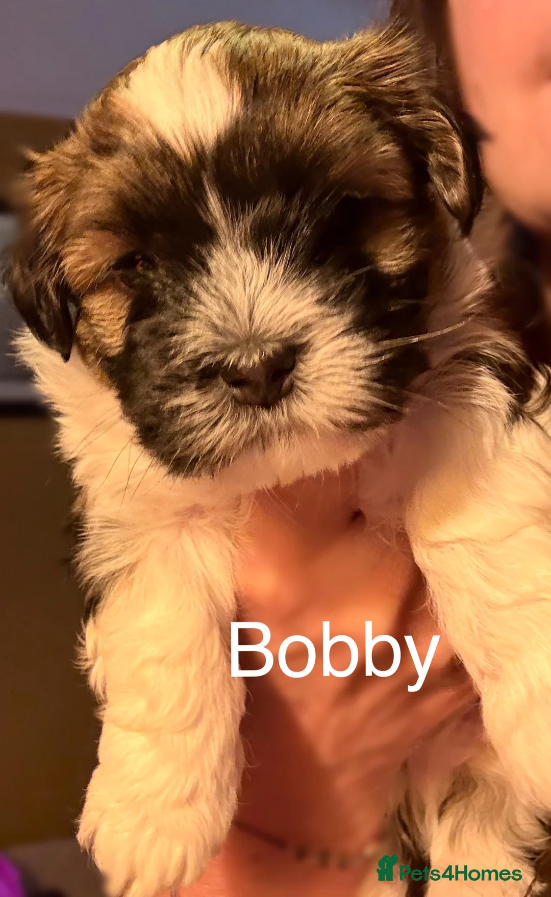 Havanese dogs for sale: Gorgeous Havanese Puppies  - Advert 9