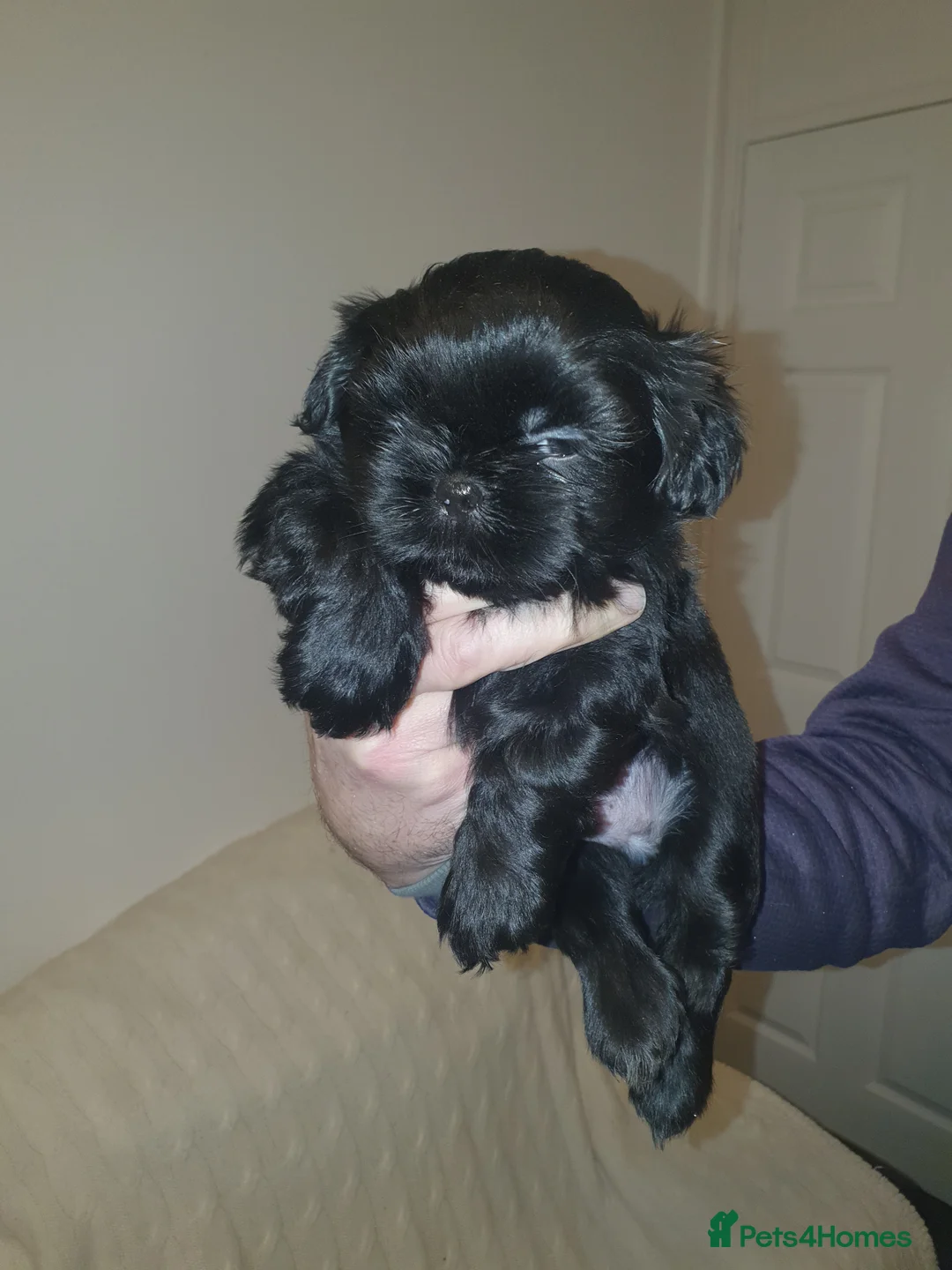 Shih Tzu dogs for sale: 7 shihtzu puppies for sale, merthyr tydfil  - Advert 1