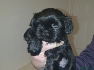 Shih Tzu dogs 7 shihtzu puppies for sale, merthyr tydfil - Advert 1