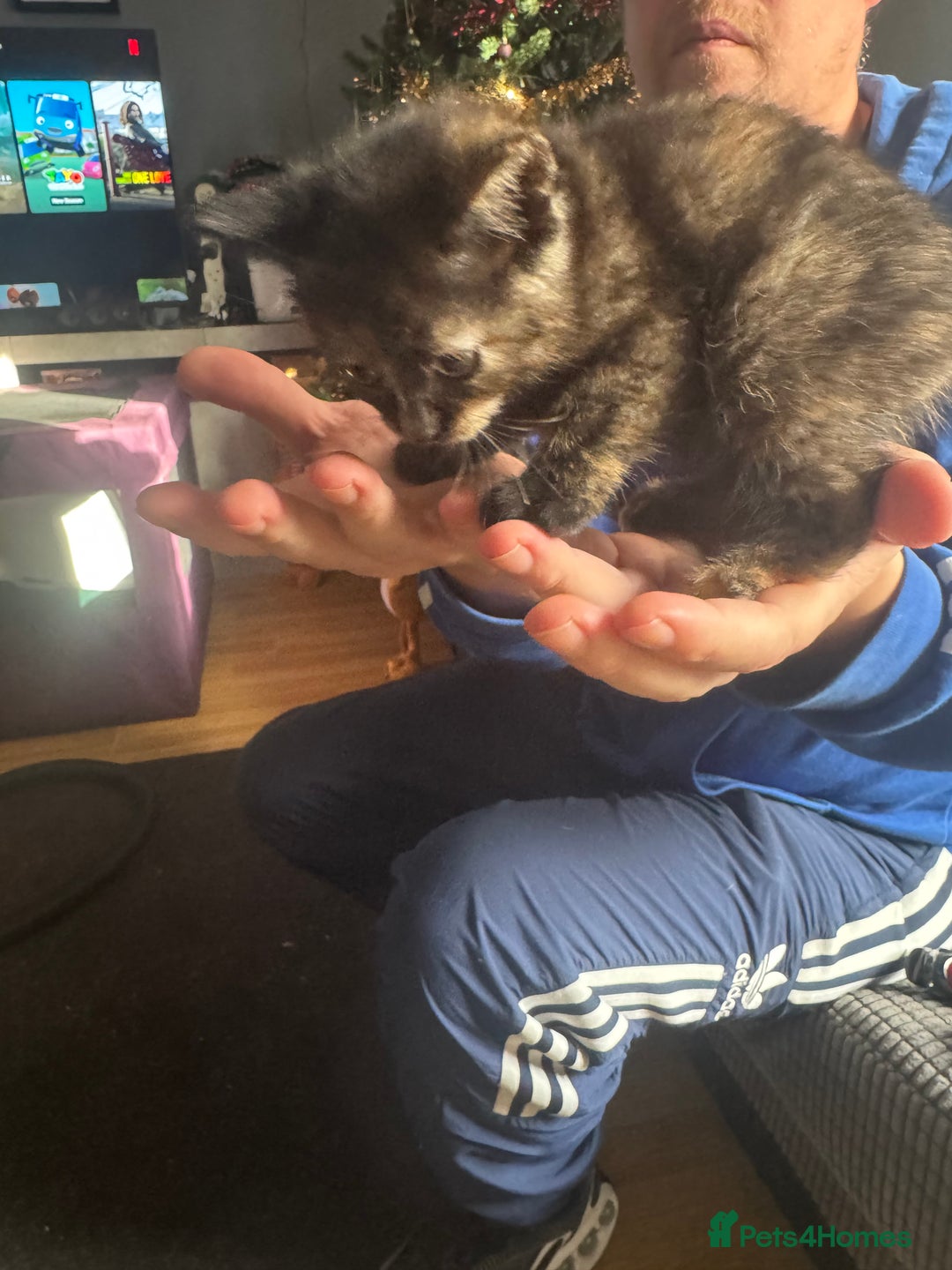 Domestic Shorthair cats for sale: Two kittens for sale - Advert 8