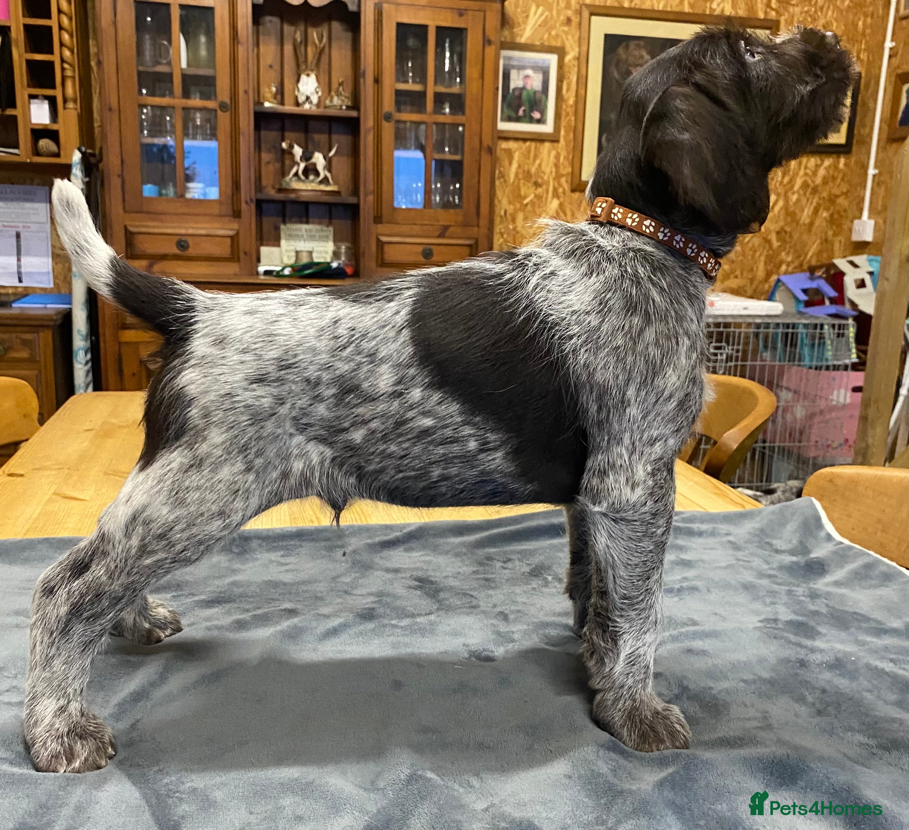 German Wirehaired Pointer dogs KC Registered German Wirehiared Pointer Pups - Advert 2