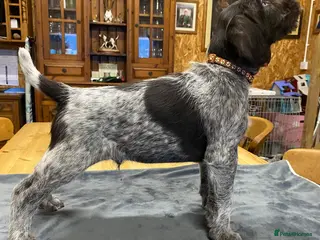 German Wirehaired Pointer dogs KC Registered German Wirehiared Pointer Pups - Advert 2