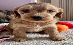 Cockapoo dogs for sale: Stunning show type cockapoo puppies  - Image 14