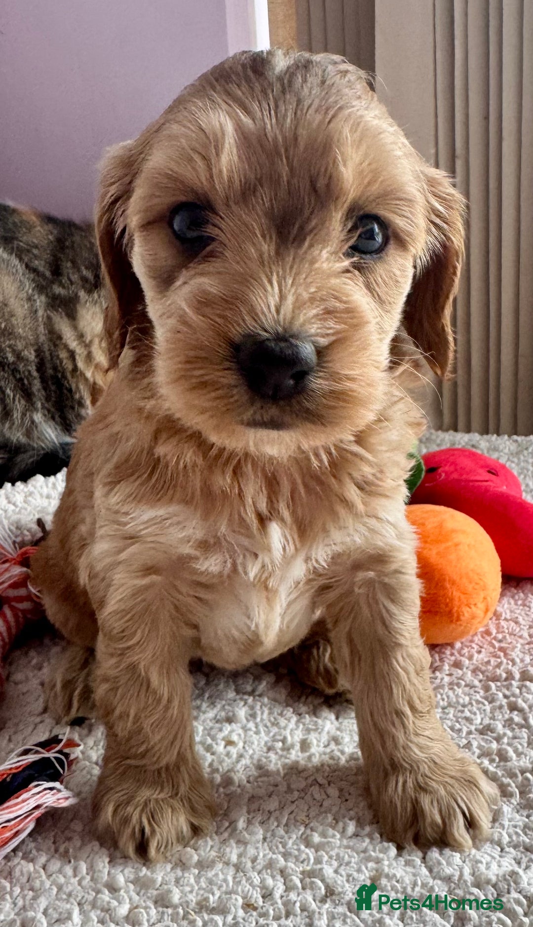 Cockapoo dogs for sale: Stunning show type cockapoo puppies  - Image 14