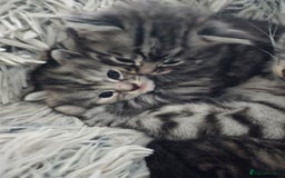 British Longhair cats for sale: Longhaired grey and black kittens, 2 ready now - Image 2