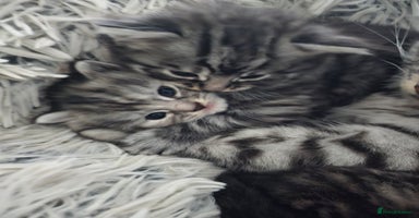 British Longhair cats - Advert 1
