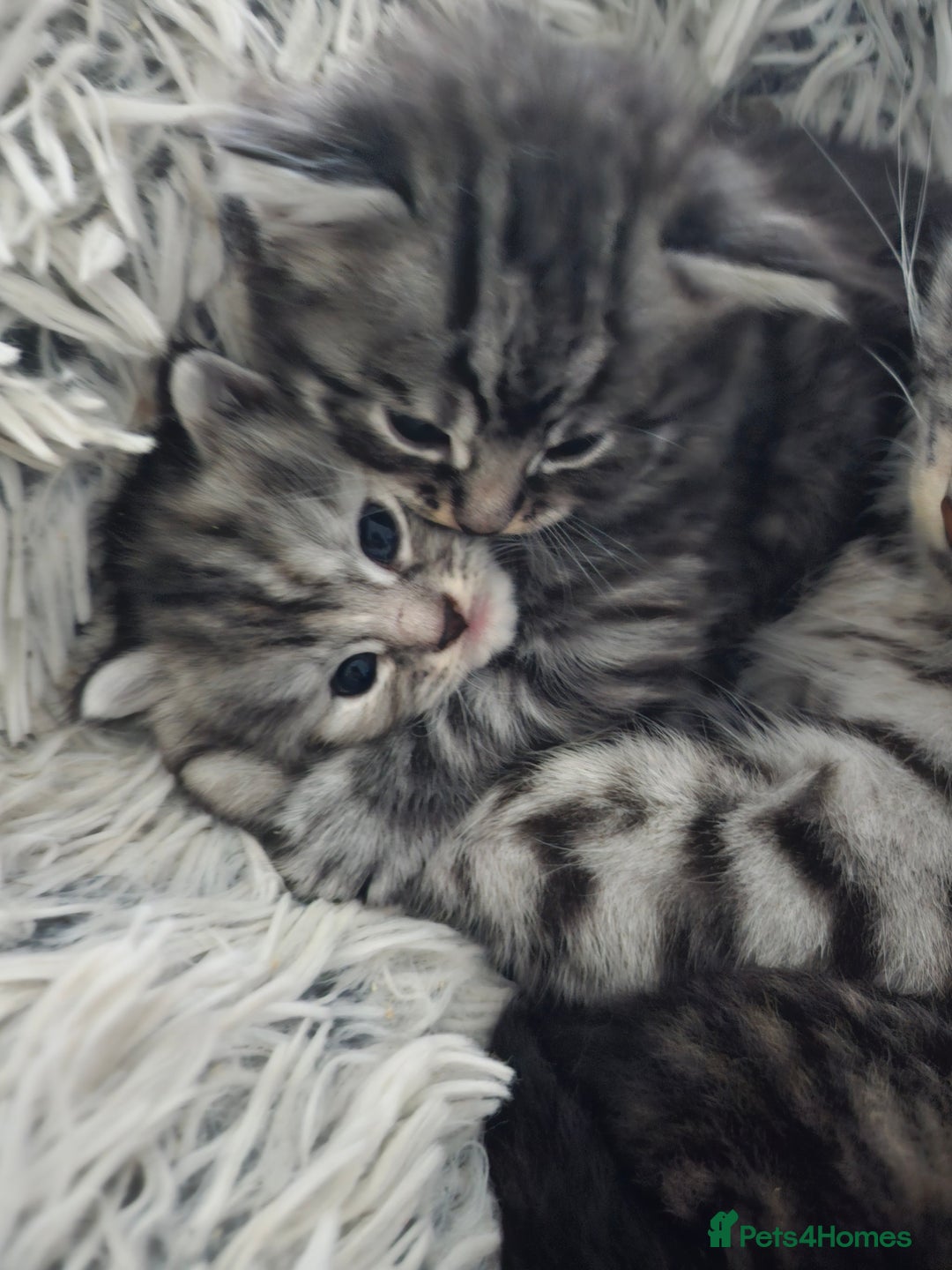 British Longhair cats for sale: Longhaired grey and black kittens, 2 ready now - Image 2