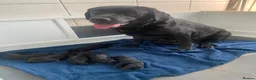 Labrador Retriever dogs for sale: KC registered black Labrador retriever pups  - Advert 1