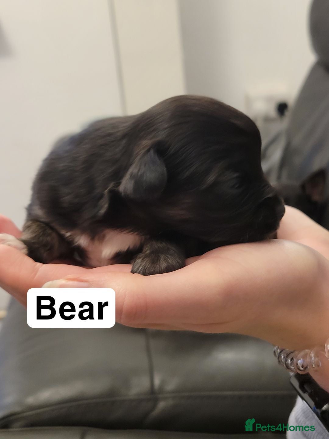 Chihuahua dogs for sale: 5 chihuahua puppies - Advert 5