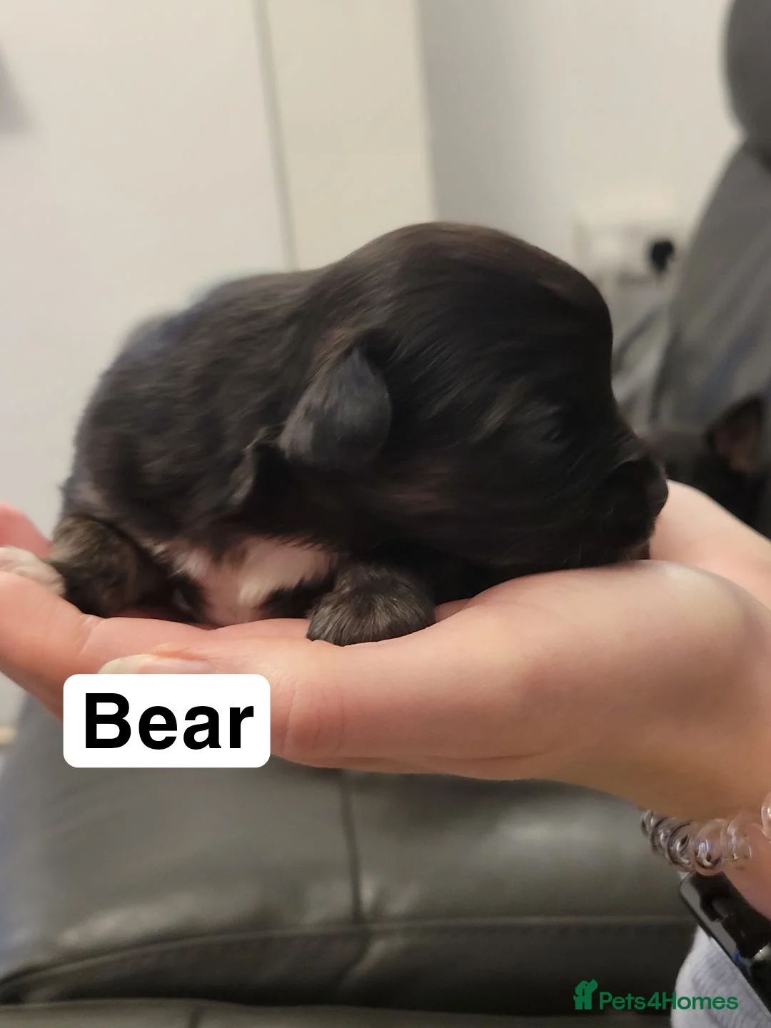 Chihuahua dogs for sale: 5 chihuahua puppies - Advert 5