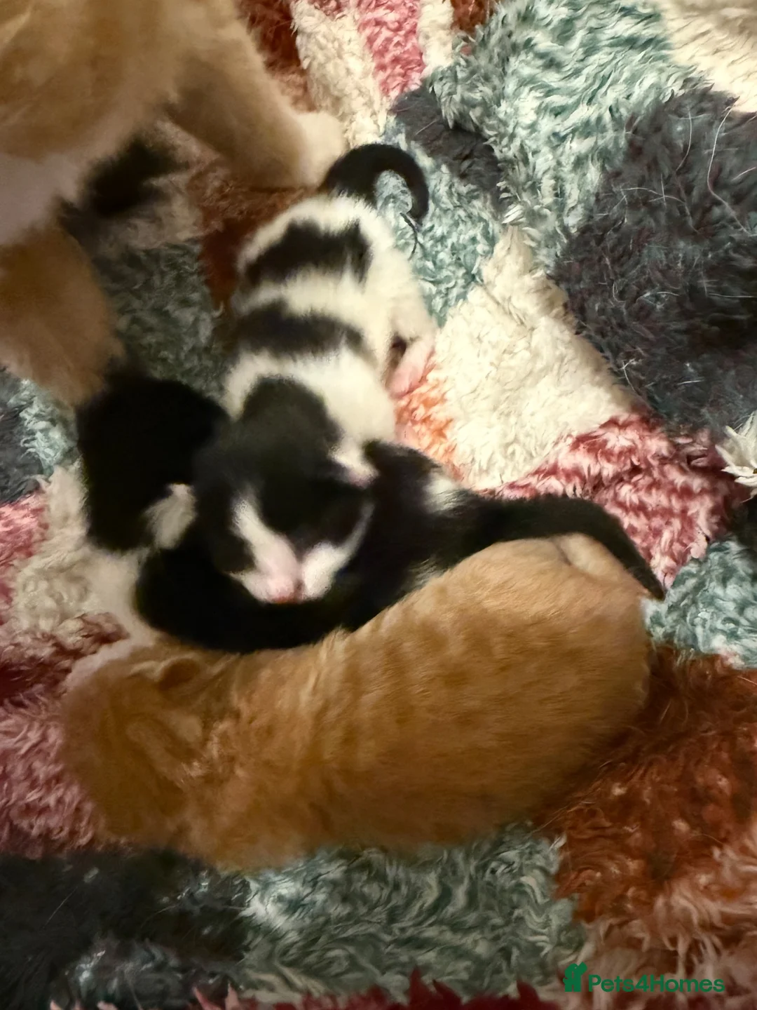 Mixed Breed cats for sale: Beautiful Fluffy Kittens  - Advert 7