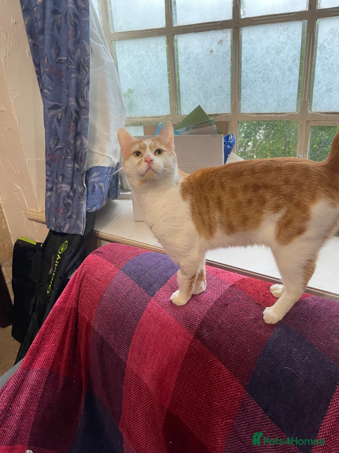 Mixed Breed cats for adoption: Tommy, handsome ginger boy in need of new home - Advert 9