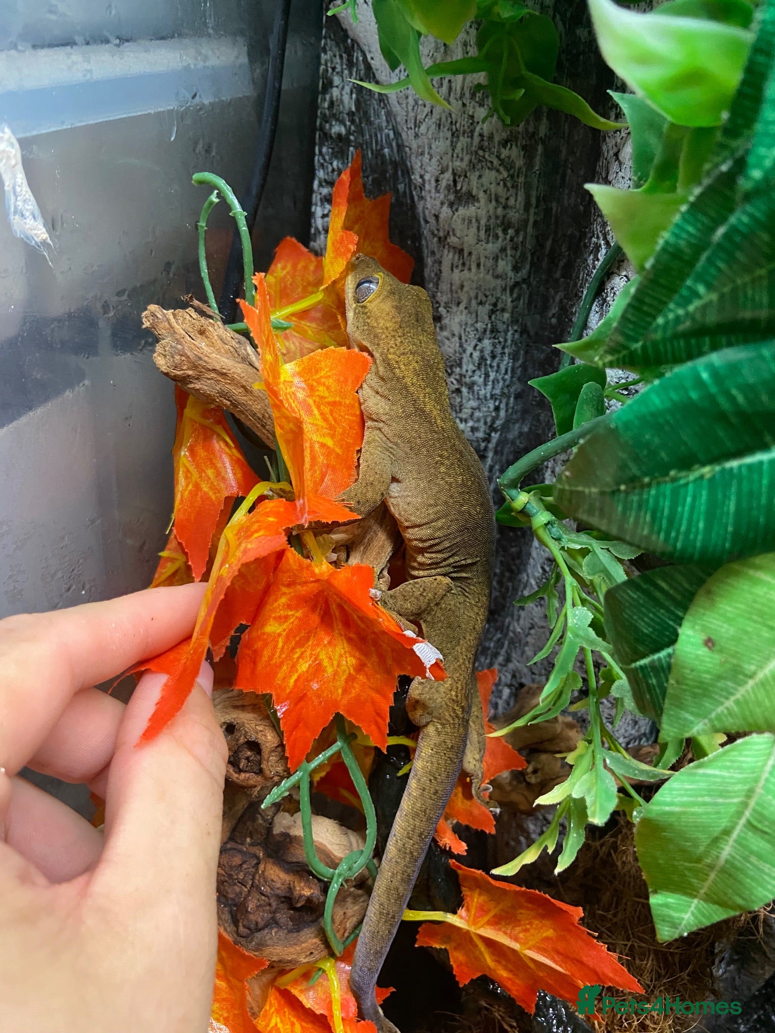 Gecko reptiles Sarasinorium giant gecko - Advert 2