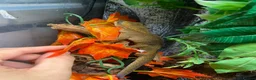 Gecko reptiles for sale: Sarasinorium giant gecko in Beckenham - Advert 1