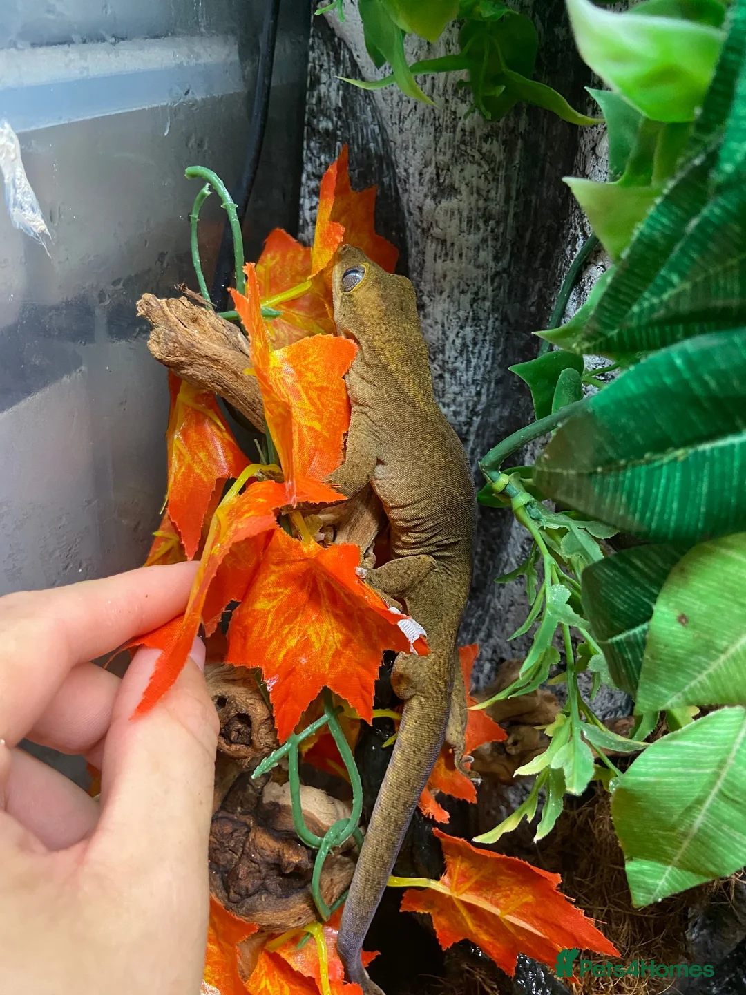 Gecko reptiles for sale: Sarasinorium giant gecko in Beckenham - Advert 1