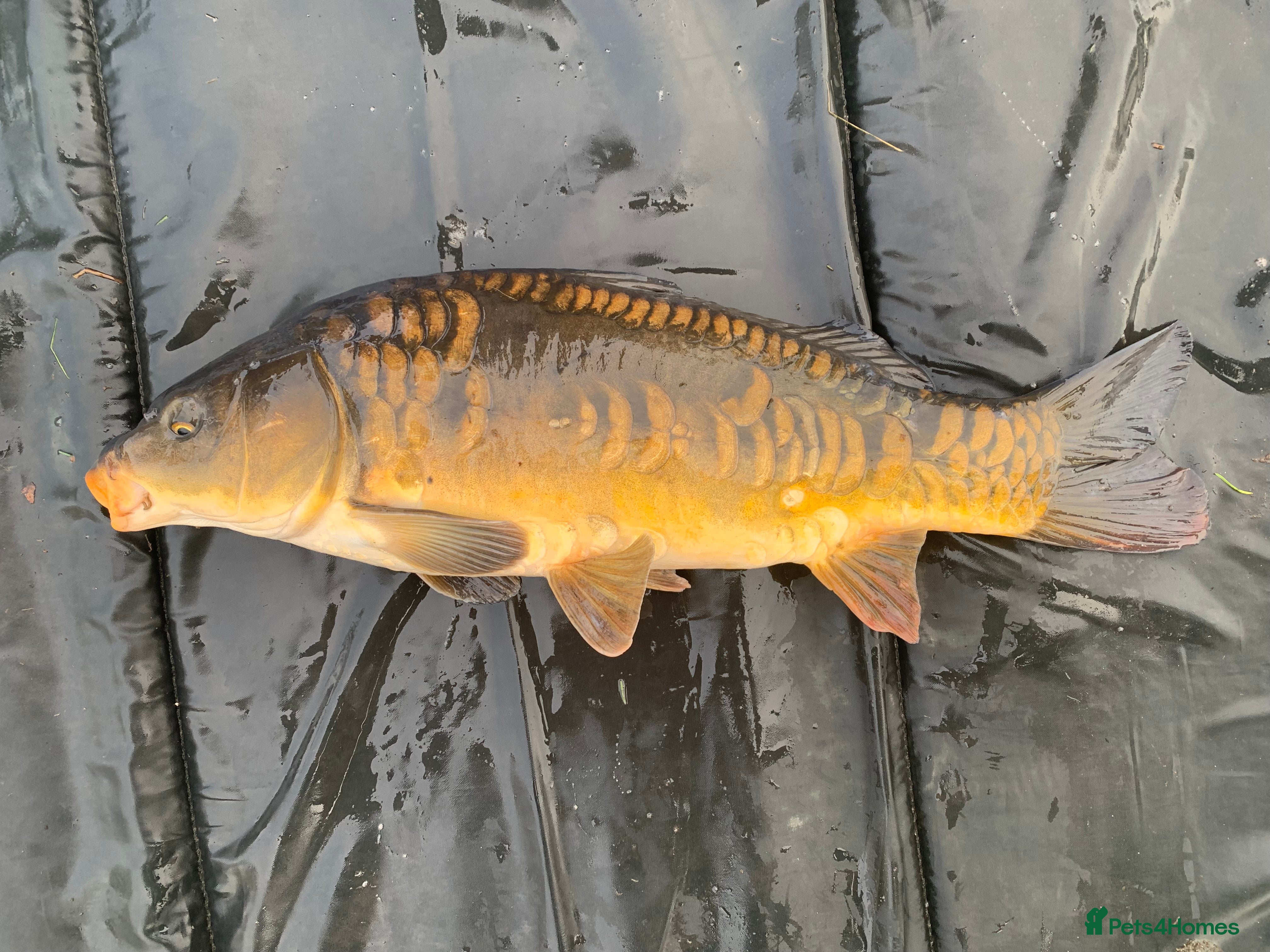 Koi Carp fish Mirror & Common Carp 10-16 Inches - Advert 16