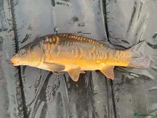 Koi Carp fish Mirror & Common Carp 10-16 Inches - Advert 1