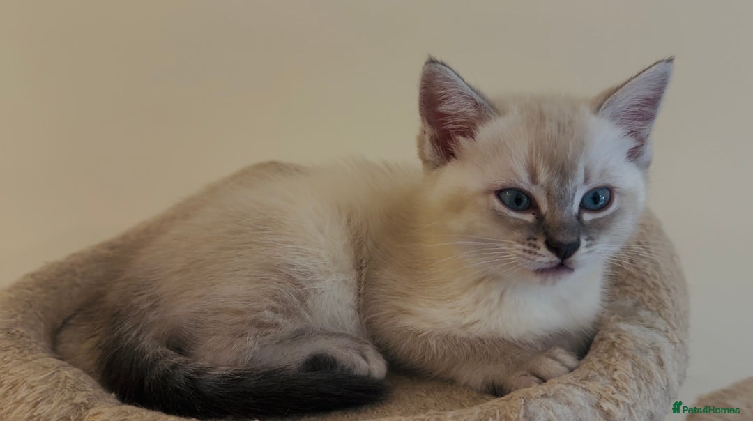 Mixed Breed cats for sale: Lynx Point Girl - Image 8
