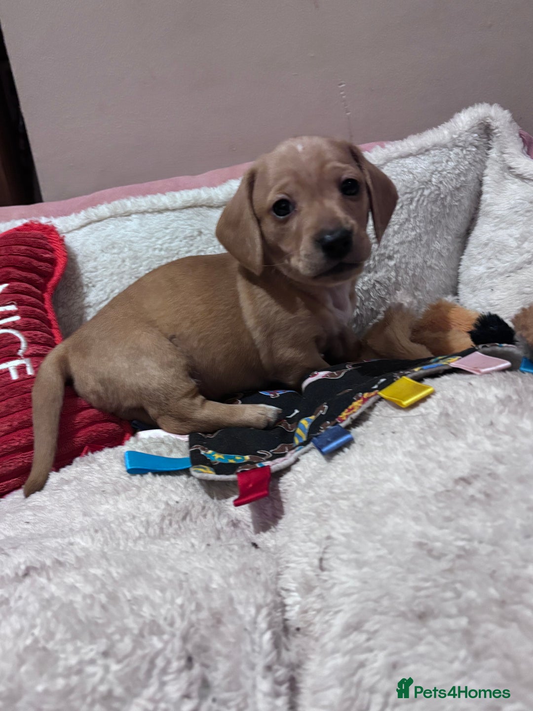 Miniature Dachshund dogs for sale: Miniature Dachshund puppies  - Advert 2