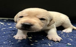 Labrador Retriever dogs for sale: Superb yellow boys and girls - Image 7