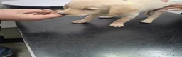 Labrador Retriever dogs for sale: Beautiful lab puppies - Advert 3